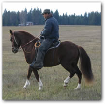 Flying M Lucero - Paso Fino Gelding riding