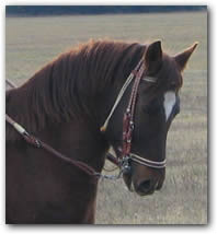 Paso Fino Gelding - Flying M Lucero - Head profile