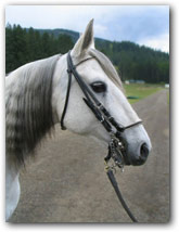 Majestuosa - Paso Mare