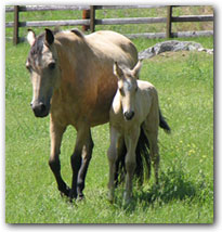 Paso Fino broodmare - Odisea de Nevado.