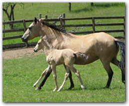 Odisea de Nevado - Paso fino broodmare.