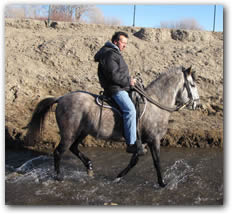 Paso Fino Gelding - Flying M Cacique