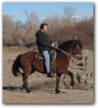 Paso Fino Gelding, Flying M Colorado