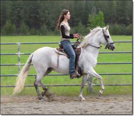 Paso Fino Mare, Petrolera under saddle in arena.