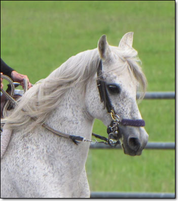 Paso Fino Mare, Petrolera head shot.