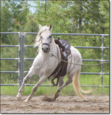 Paso Fino Mare, Petrolera exercising.