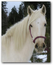 Porcelana Paso Filly