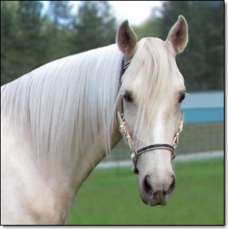 Porcelana de las Rosas - Paso Fino Mare head photo.