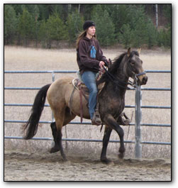 Quiereme Mucho, Paso Fino Gelding being ridden in arena.