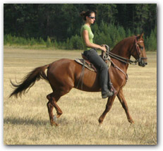 Chestnut Paso Fino gelding Rimbombante being ridden in the field.