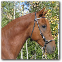 Head profile of Paso Fino gelding Rimbombante.