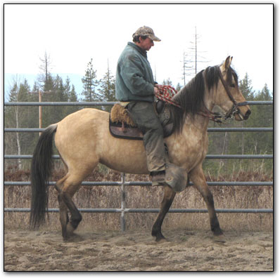 Paso Fino filly Calidos Ojos de Dictador baing ridden by Alberto Sierra, Master Trainer.
