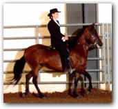 Sarah Oswald - Paso Fino Trainer