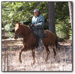 Paso Fino Gelding Cielo Grande Valor on trail.