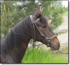 Westwind's Xena, a 2010 Paso Fino Filly by Bribon. Head photo.