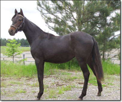 Westwind's Xena, a 2010 Paso Fino Filly by Bribon.