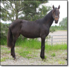 Westwind's Xena, a 2010 Paso Fino Filly by Bribon.