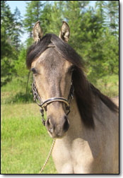 Westwind's Zapateo, a 2010 Paso Fino stud colt by Bribon. Head photo from front.