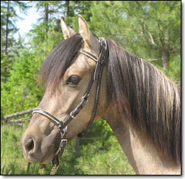 Westwind's Zapateo, a 2010 Paso Fino stud colt by Bribon. Head photo from side.