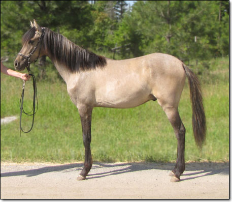 Westwind's Zapateo, a 2010 Paso Fino stud colt by Bribon.