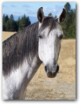 Flying M Esperanza, Paso Fino Mare head shot.