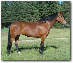 Rebelita, 11 year old Paso Fino Mare.
